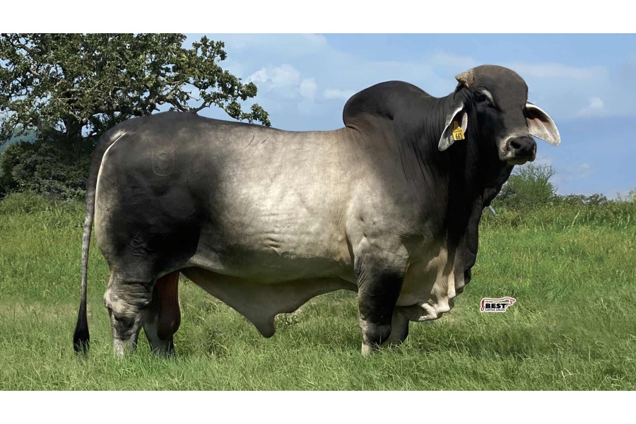 LOT 19 - FOUNDATION OF OUR HERD SEMEN PACKAGE  - THREE (3) SEMEN STRAWS