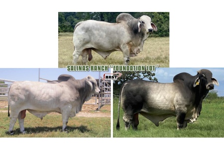 LOT 19 - FOUNDATION OF OUR HERD SEMEN PACKAGE  - THREE (3) SEMEN STRAWS