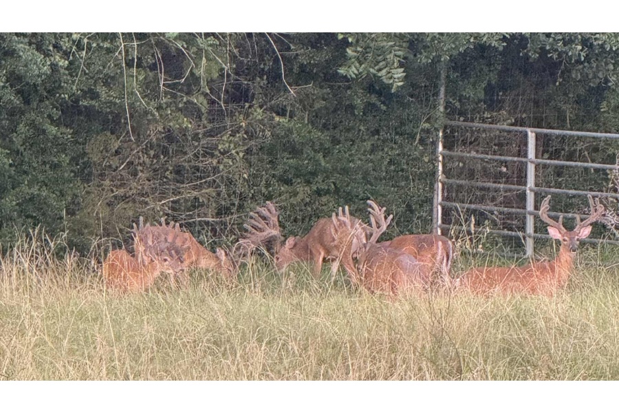 LOT 20 - TROPHY DEER HUNT AT SALINAS RANCH