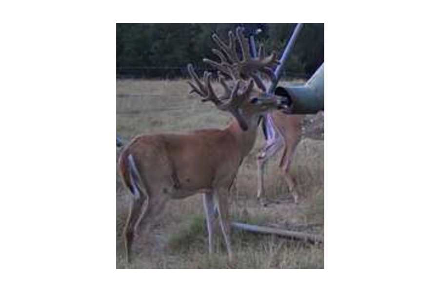 LOT 20 - TROPHY DEER HUNT AT SALINAS RANCH