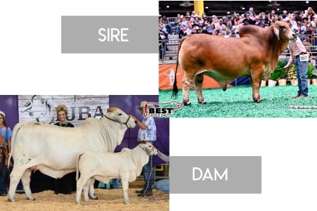 LOT 16 - FBB MS. VIRGIE 157 X POLLED FOUNDATION 11/1 (P) - (3) THREE CONVENTIONAL EMBRYOS