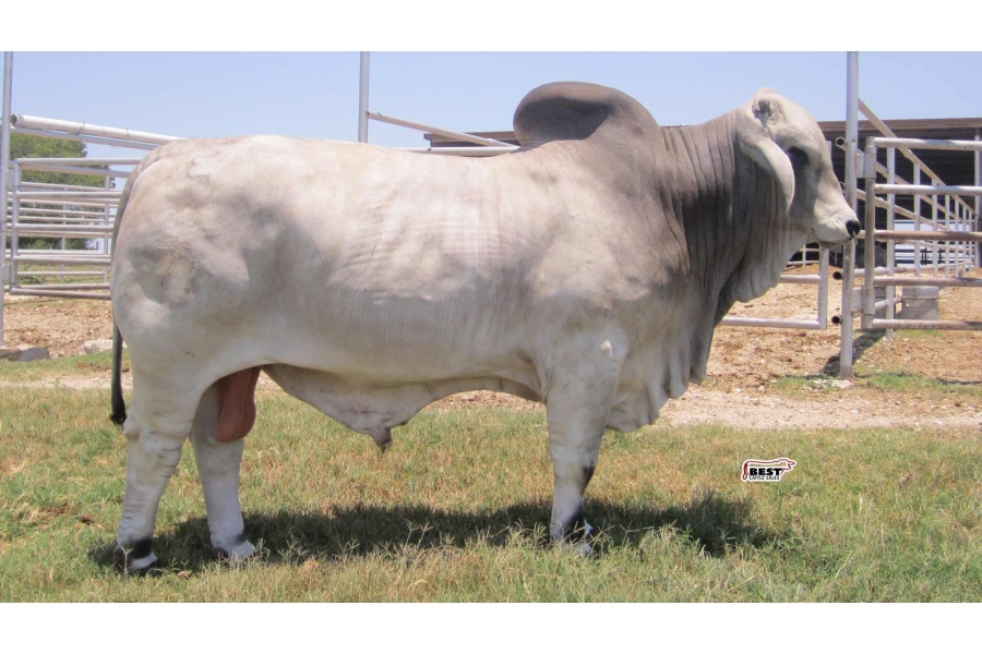 LOT 19 - FOUNDATION OF OUR HERD SEMEN PACKAGE  - THREE (3) SEMEN STRAWS