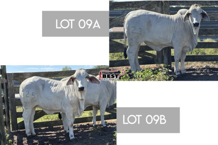 LOT 09 - LADY JCC TIFF MANSOF 923/3 OR LADY JCC ASH MANSO 925/2 PICK OF TWO FEMALES