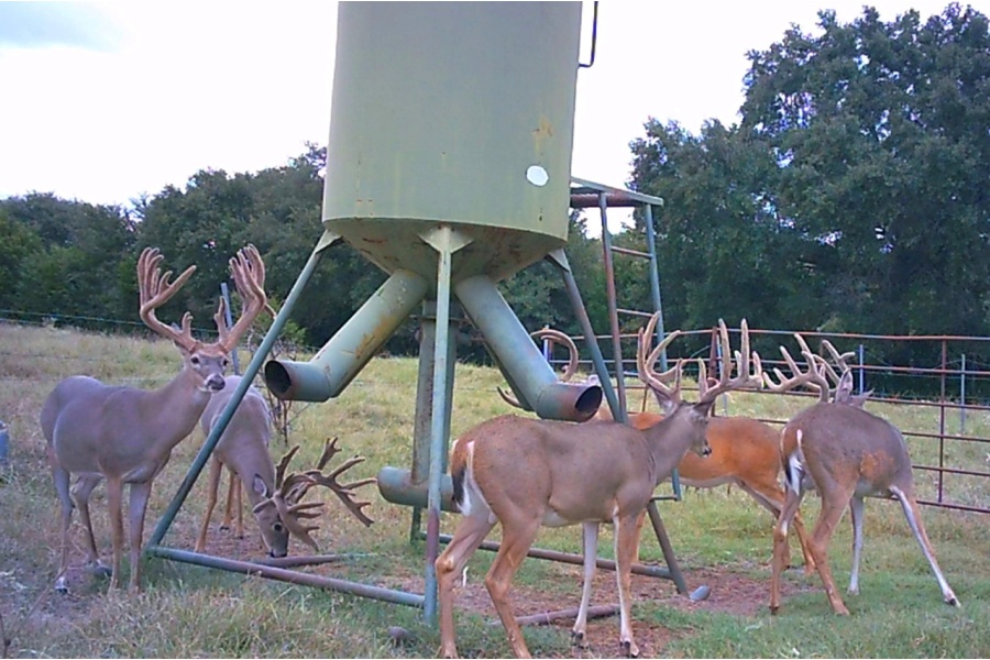 LOT 13 - TROPHY DEER HUNT AT SALINAS RANCH