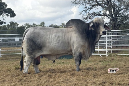 LOT 18 - SRS BOGGS 728/2  - THREE (3) SEMEN STRAWS