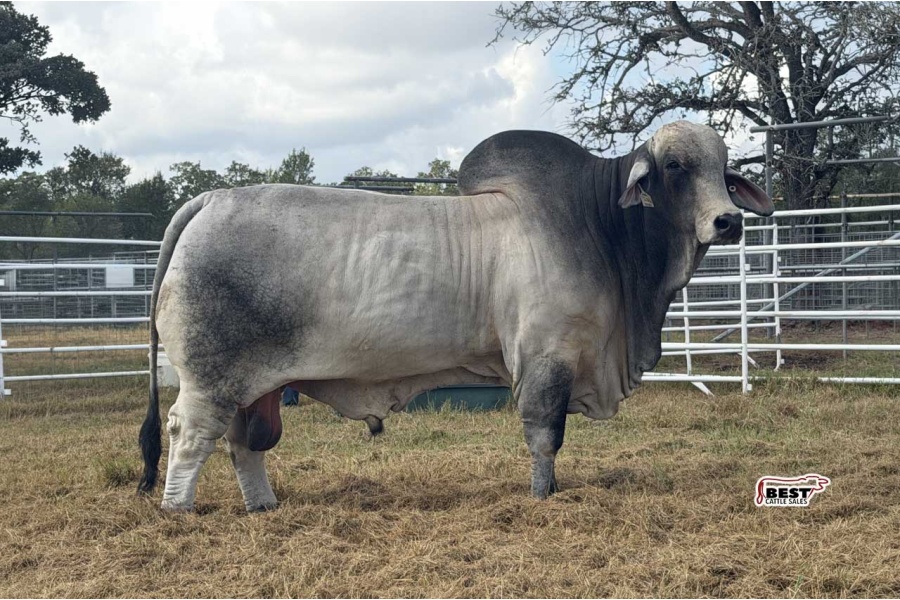 LOT 18 - SRS BOGGS 728/2  - THREE (3) SEMEN STRAWS