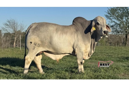 LOT 16 - MR US POLLED VISION 945/3 (P) - THREE (3) SEMEN STRAWS