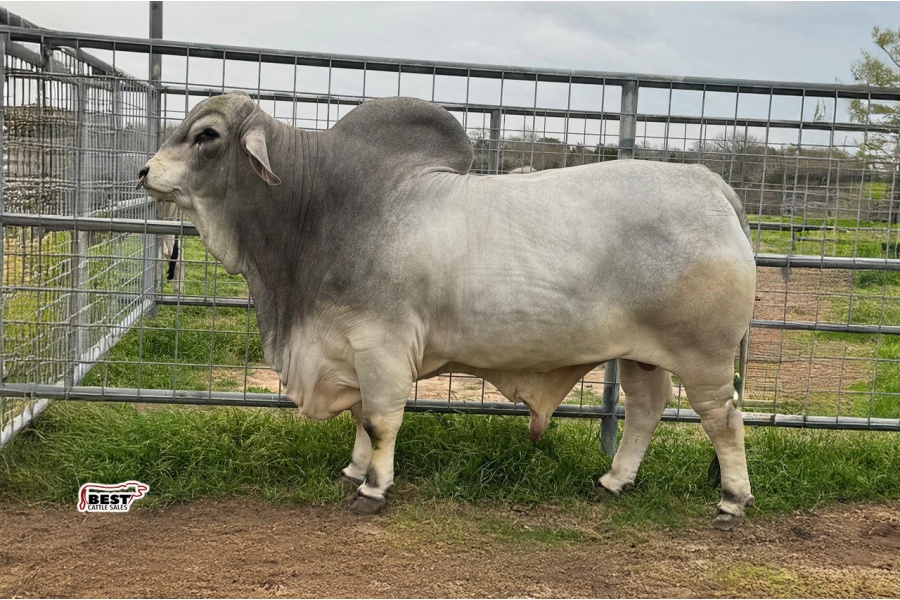 LOT 14 - MR US POLLED BOJACK 870/2 (P) - 5 CONVENTIONAL SEMEN STRAWS