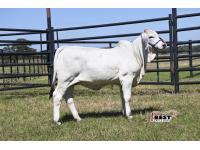 LOT  05 - SCHULTES MISS RILEY 295/1