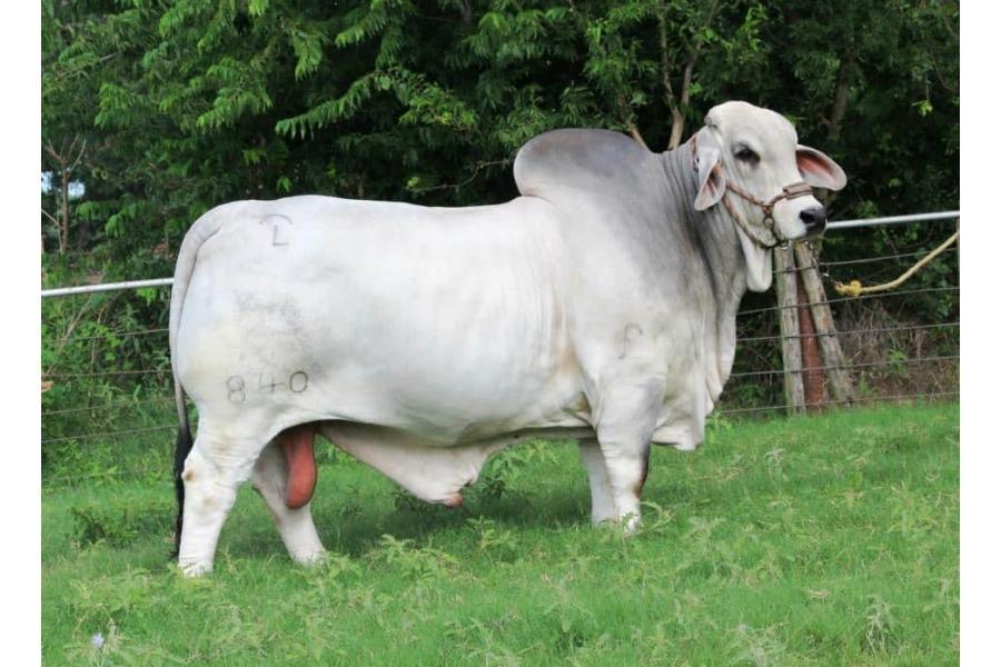 LOT 43 - +JDH MR MANSO 840 X +MISS V8 326/7 EMBRYO PACKAGE