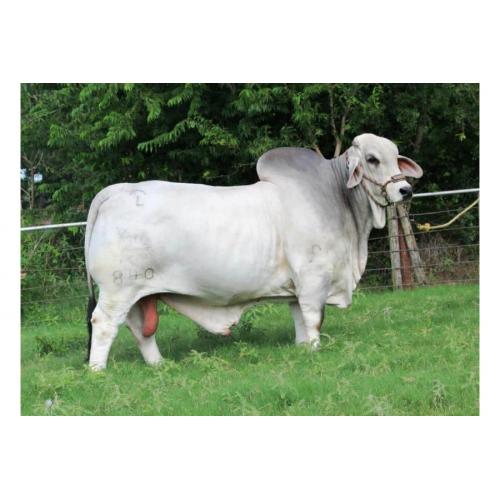 LOT 46 - +JDH MR MANSO 840 X  JDH MISS JANESSA MANSO 541/4 EMBRYO PACKAGE