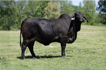 ROCKING H SMOKIN’ HOT (P)  2412 - FLUSH OFFERING - USA