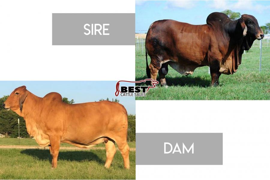 LOT 02 - +SRS MR. CAPTAIN RED LEGS 834 X LADY H MANDY MANSO 583/4 - EMBRYO PACKAGE