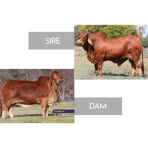 LOT 41 - 	#NCC RED ODYSSEY (IVF) (P) 3739 X MS CHAPARRAL 168 - EMBRYO PACKAGE