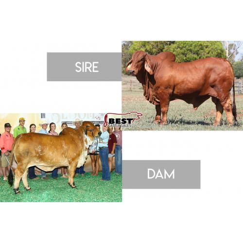 LOT 42 - 	#NCC RED ODYSSEY (IVF) (P) 3739 X MS CHAPARRAL 172 - PREGNANT RECIP