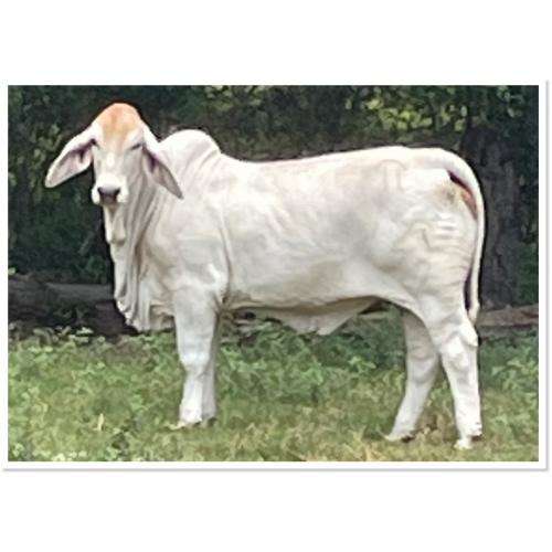 LOT 001 - REDSMITH ANNAKATE MANSO 51/2