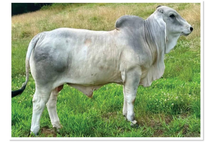 LOT 010 - CP POLLED WENDELL 6/2 (P)