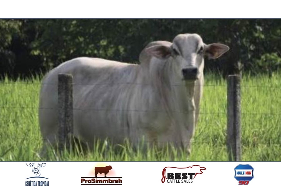 LOTE  13 - JSDH. GUAYACÁN 926/2