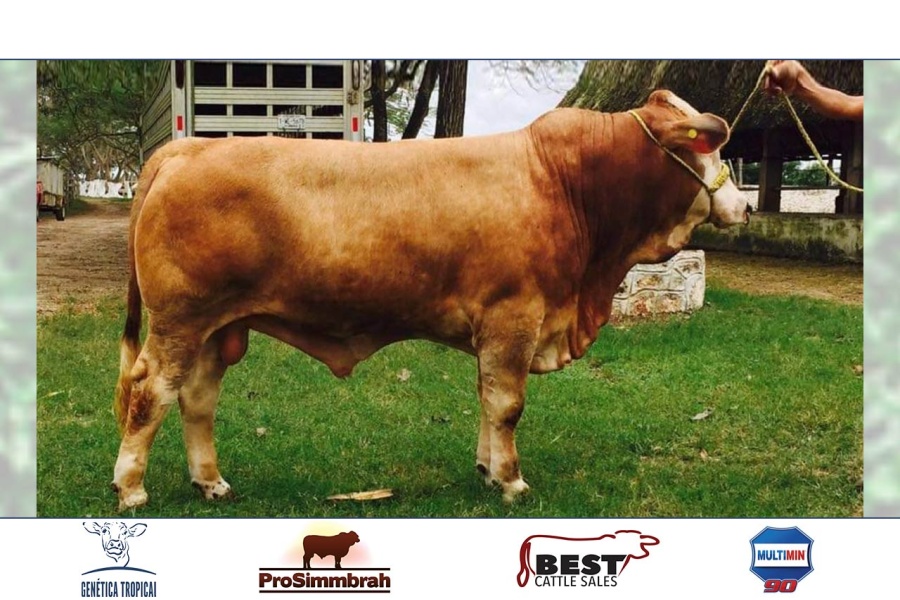 LOTE  17 - ABA MEXICANO 960/14