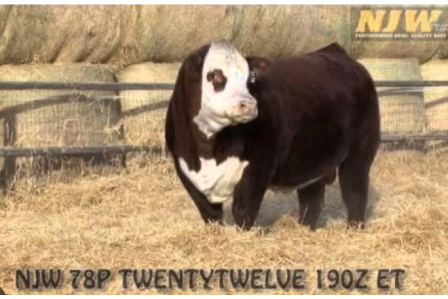 LOT 01 - 13 UNIT SEMEN PACKAGE