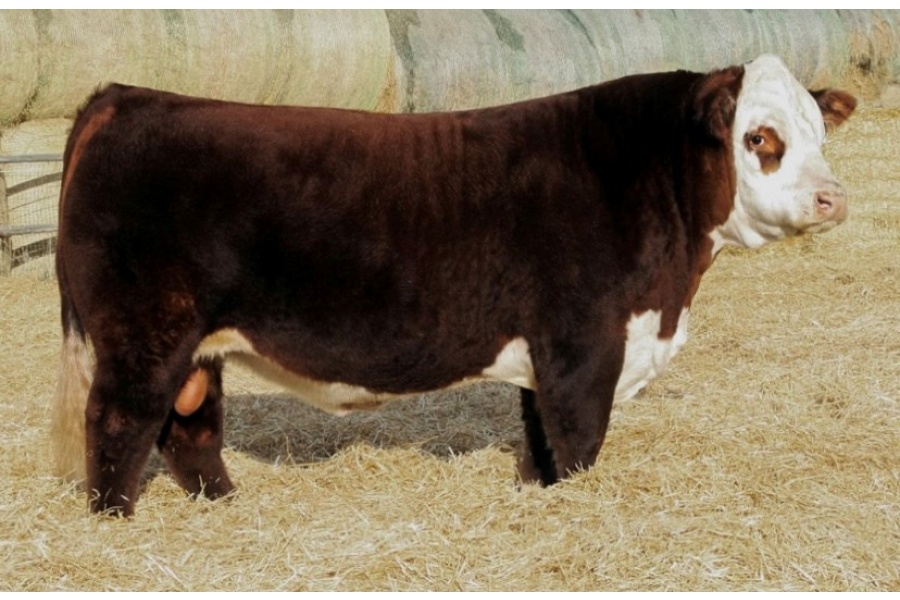 LOT 01 - 13 UNIT SEMEN PACKAGE