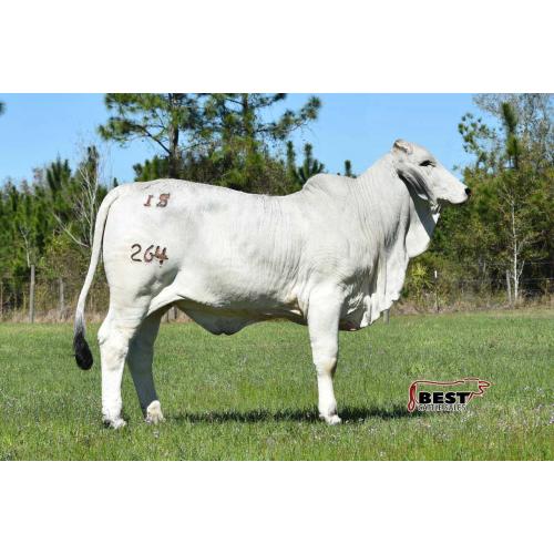 LOT #03 - IS MS ANNA MARIE 264