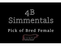 LOT  14 - PICK OF BRED FEMALE(S) FROM 4B SIMMENTALS