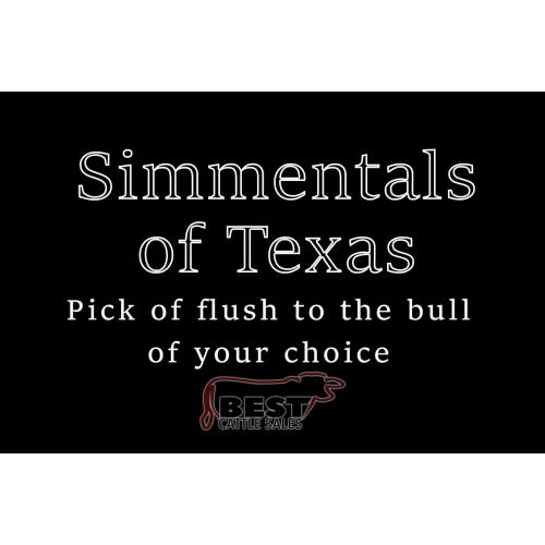 LOT  15 - PICK OF FLUSH FROM SIMMENTALS OF TEXAS