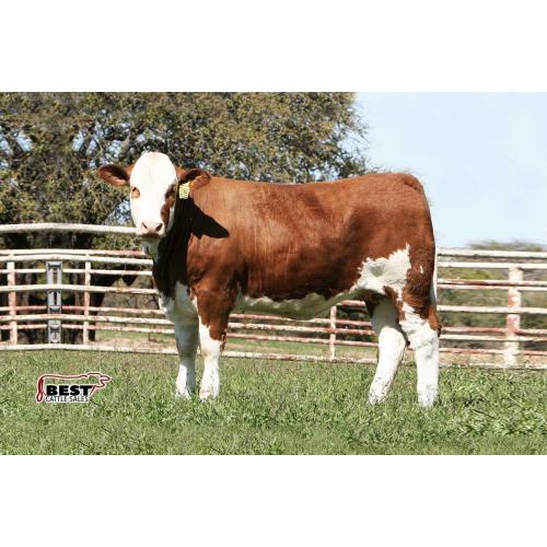 LOT 14 - CHOICE OF BRED HEIFER FROM DONOR DAM BHR LADY SIEG C23