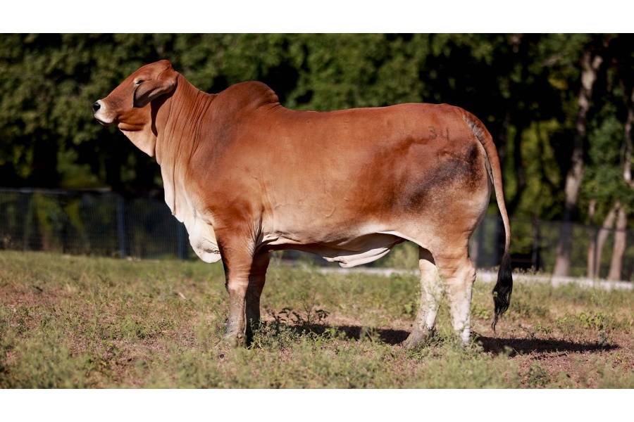 LOT 07 -BUYER'S CHOICE - IVF Aspiration
