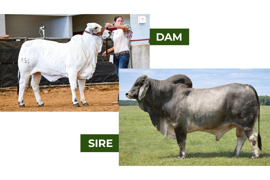 LOT 06 - MISS GR LUCKY'S PEARL 7/4 - IVF Aspiration