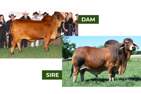 LOT 04 - BCC LADY ELIZABETH 10/21 x +MR WCC MAXIMUS ROJO 82/4 - PREGNANT RECIP