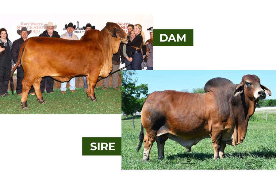 LOT 04 - BCC LADY ELIZABETH 10/21 x +MR WCC MAXIMUS ROJO 82/4 - PREGNANT RECIP