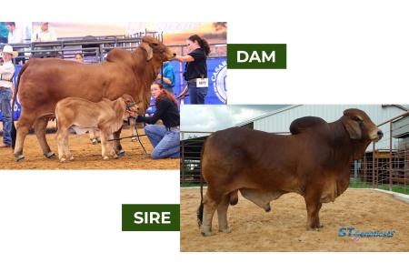 LOT 10 - CJ BAR MISS RAZZBERRY 75/3 X +TJF MR. SMOKIN GUN 109/7 - 3 CONVENTIONAL EMBRYOS