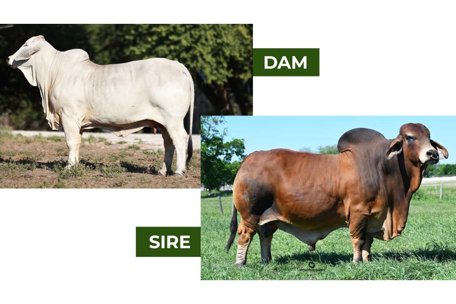 LOT 08 - AT MISS SKYE 114/3  X +MR WCC MAXIMUS ROJO 82/4 - 3 CONVENTIONAL EMBRYOS