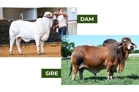 LOT 11 - MISS BER LUCKY CHARM 951 X +MR WCC MAXIMUS ROJO 82/4 - 3 CONVENTIONAL EMBRYOS