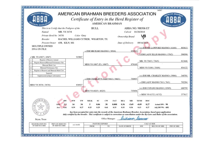MR. V8 347/8 - GRAY BRAHMAN CONVENTIONAL SEMEN PACKAGE - USA & WORLD-WIDE