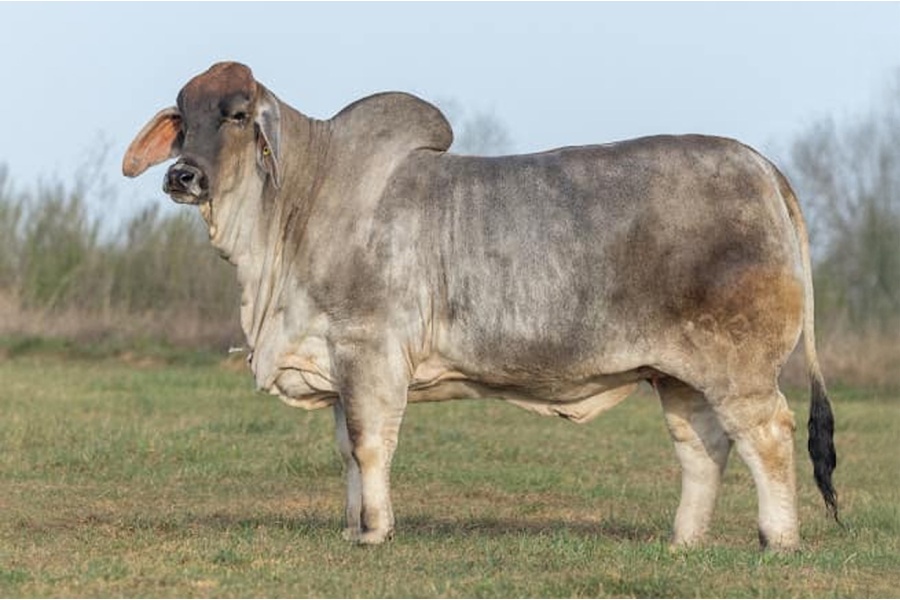 VBCC MISS GOOD LORD LORI 33/1 X MR. MCC POLLED SMOKE 14/9 (P) - GRAY BRAHMAN FEMALE SEXED EMBRYOS - USA
