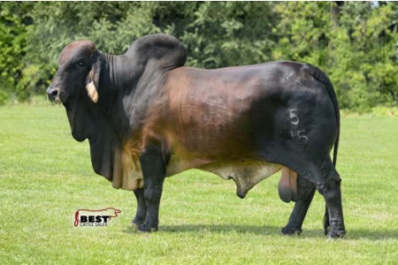 LOT 06 - +VL Rojo Apache 5/15 - 5 STRAWS CONVENTIONAL SEMEN