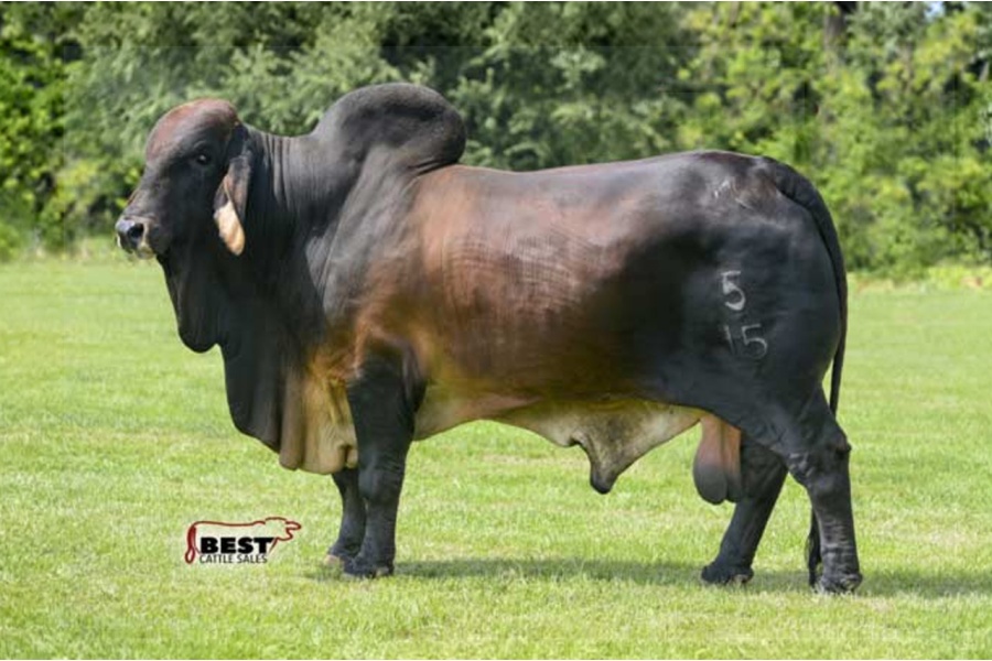 LOT 06 - +VL Rojo Apache 5/15 - 5 STRAWS CONVENTIONAL SEMEN