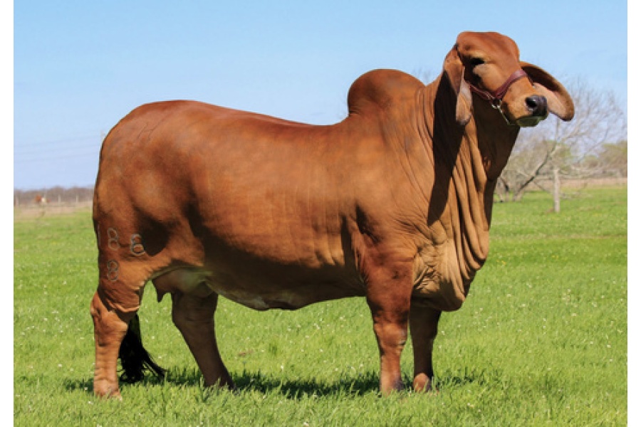 LOT 01 - LADY H VENUS ROJO 188/8