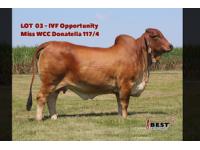 LOT 03 - EXCLUSIVE IVF OPPORTUNITY WITH MAXIMUS SEMEN