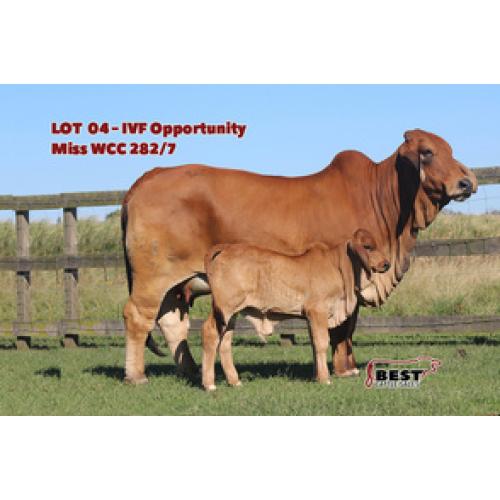 LOT 04 - MISS WCC 282/7 ~ EXCLUSIVE IVF OPPORTUNITY ~ 2020 ABBA NATIONAL SHOW CLASS WINNER