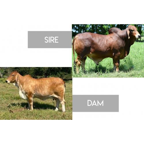 LOT 24 - 	HK MR. AMERICA 280 x MS CHAPARRAL 131 - 3 FEMALE SEXED EMBRYO PACKAGE