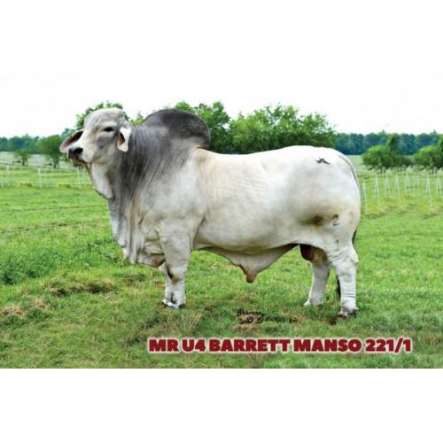 Lot 14 - EMBRYOS - U4 BARRETT MANSO 221/1 x LADY U4 APRIL MANSO 96/9
