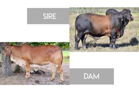 LOT 14 - #HALIFAX BLACKBEARD 1724 (PP) X LMC LN POLLED CARLA 177/9 (S)- 3 RSF EMBRYOS