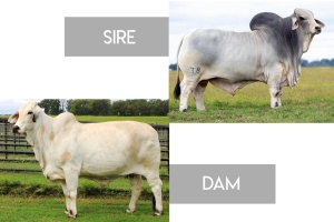 MISSJ&M SEXADA 853/5 X BRC MR. BOOM BOX 38 EMBRYO PACKAGE