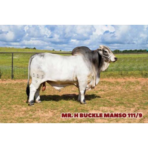 Lot 07 A - MR. H BUCKLE MANSO 111/9