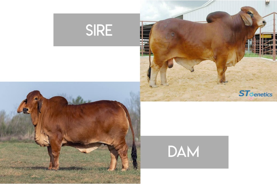 MS CADDO MORGAN 132  X +TJF MR. SMOKIN GUN 109/7 - RED BRAHMAN FEMALE SEXED EMBRYOS - MEXICO