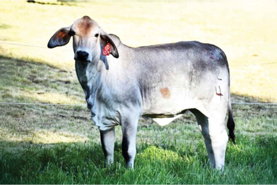 LOT 019-MS PKC POLLED JOLENE 12/4